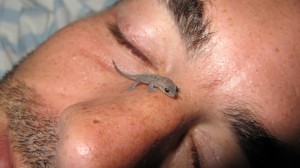 Lizard on My Nose